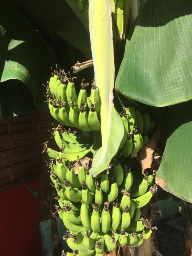 דירות Les Cocos Vyvyrun974 מראה חיצוני תמונה